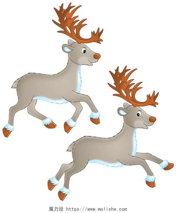 白色背景下两只孤立的驯鹿奔跑两个北美驯鹿或驯鹿运行.